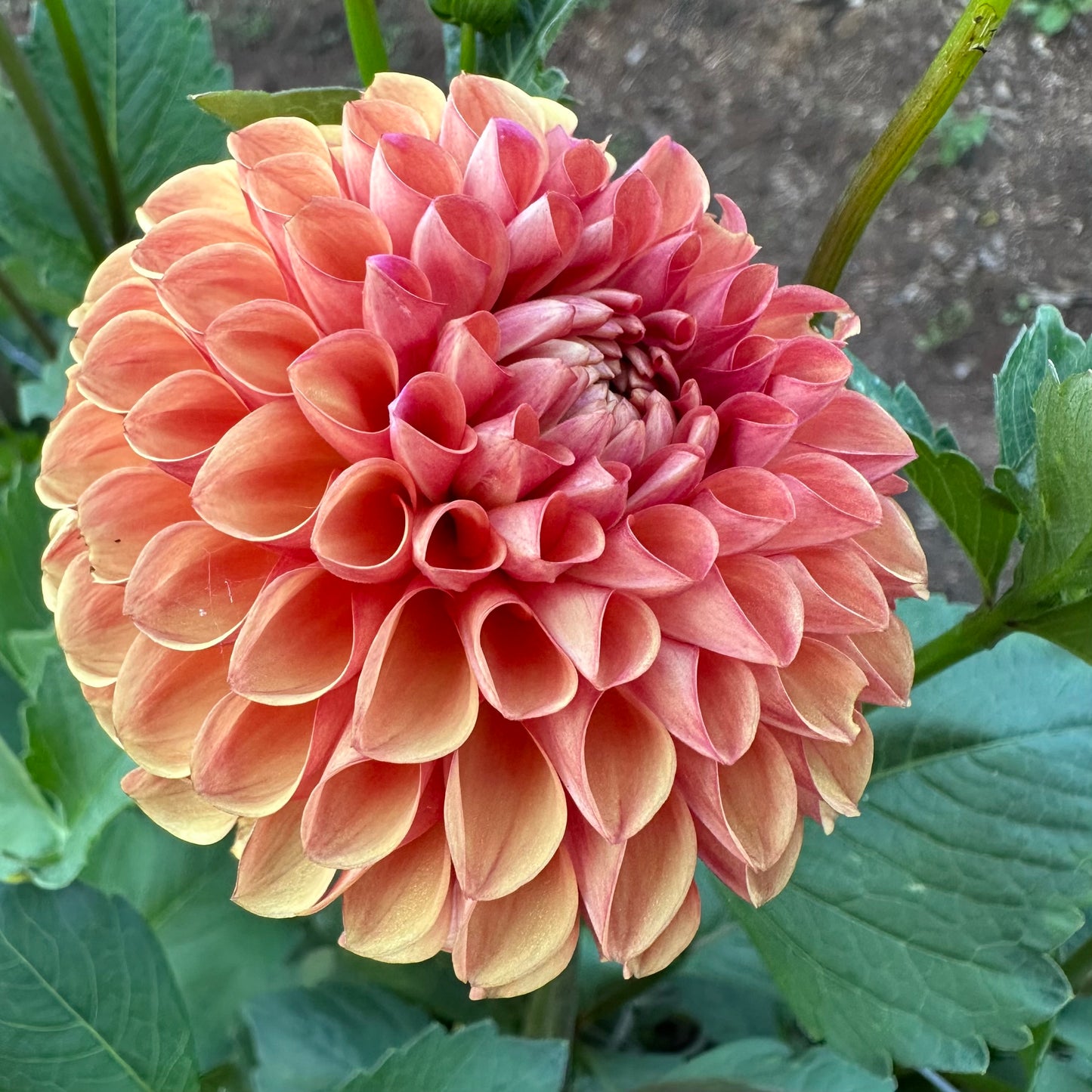 Florelie Angostura