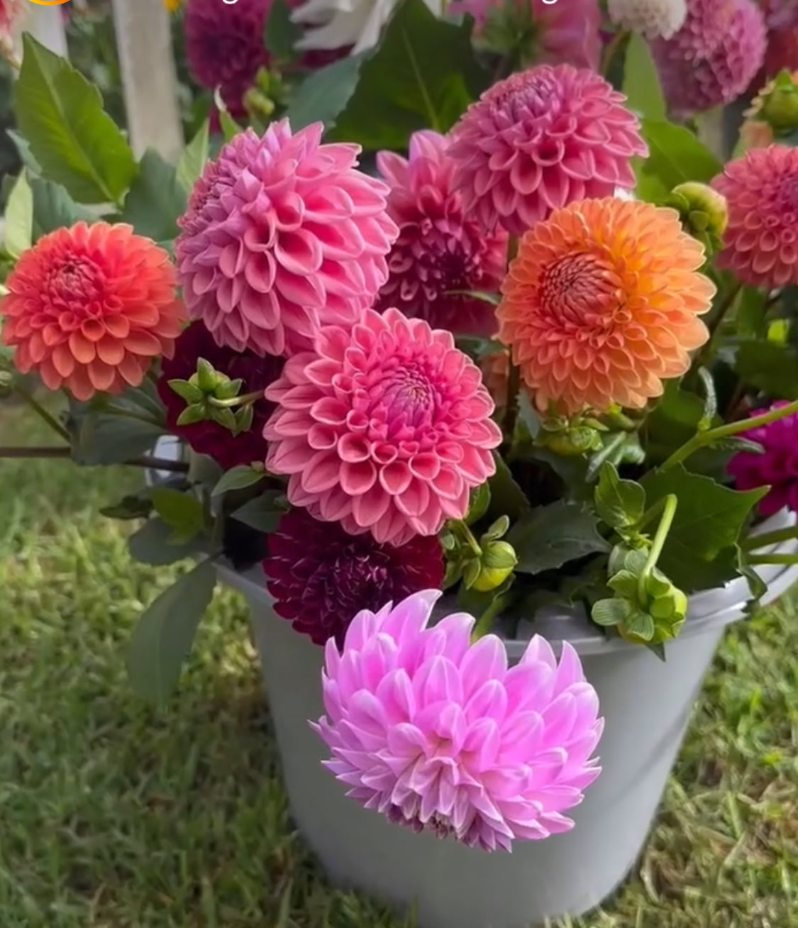 Growers Choice Buckets 20 stems