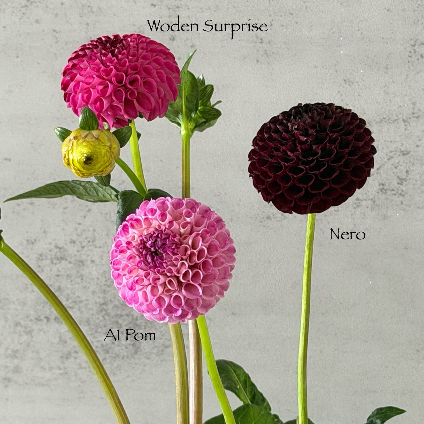 A1 Pom