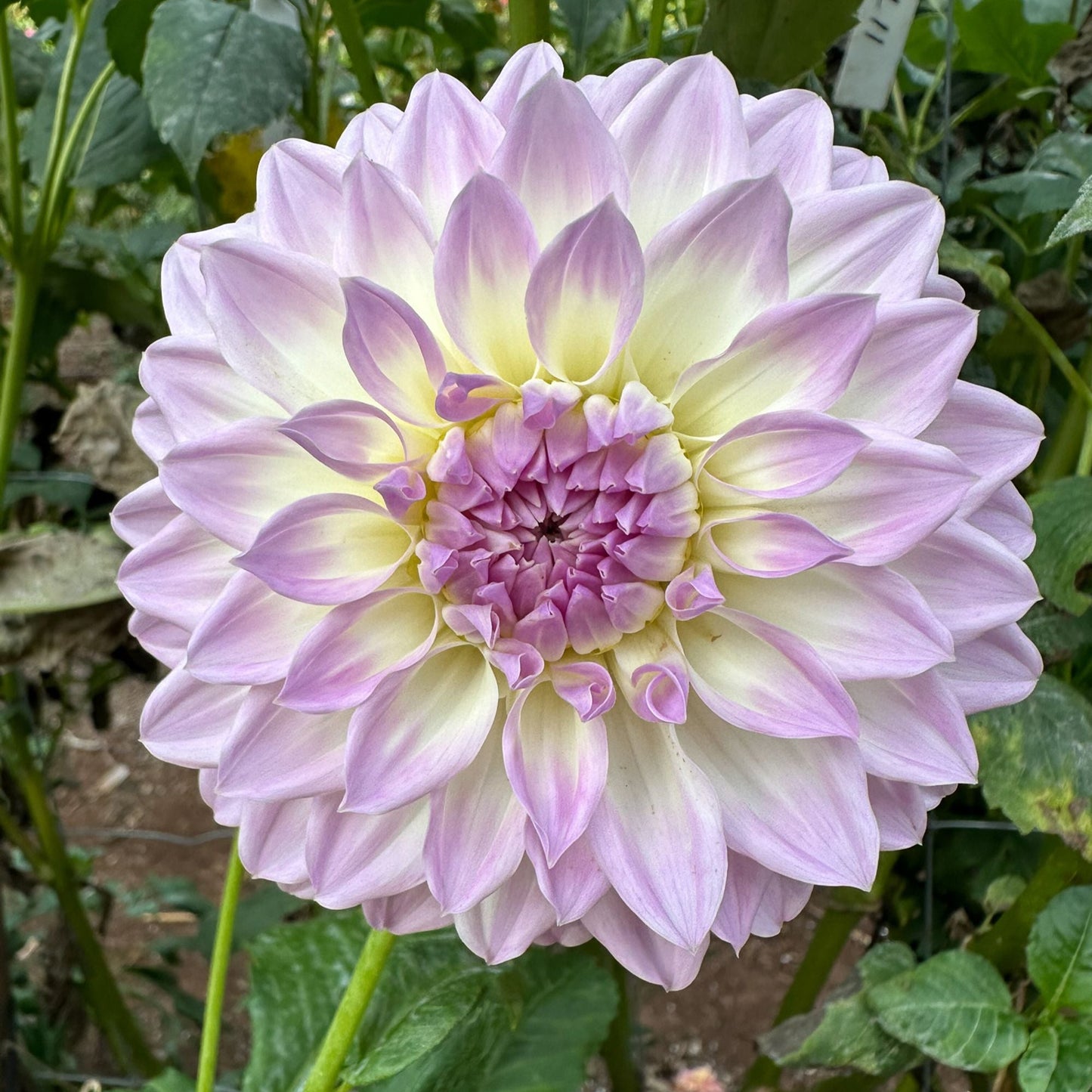 Annes Delight