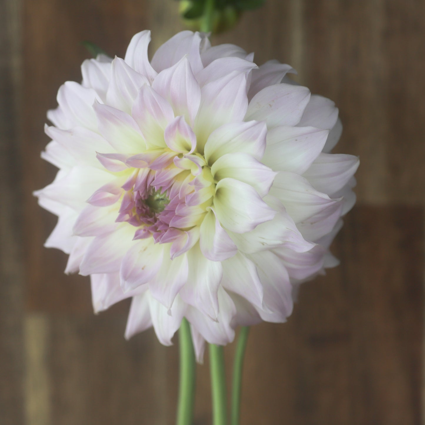 Annes Delight