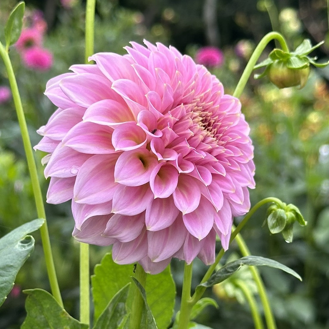Araluen Leatrice