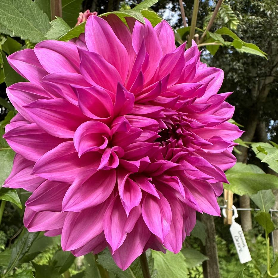 Mrs A Woods ( Candy / Fairy Floss)