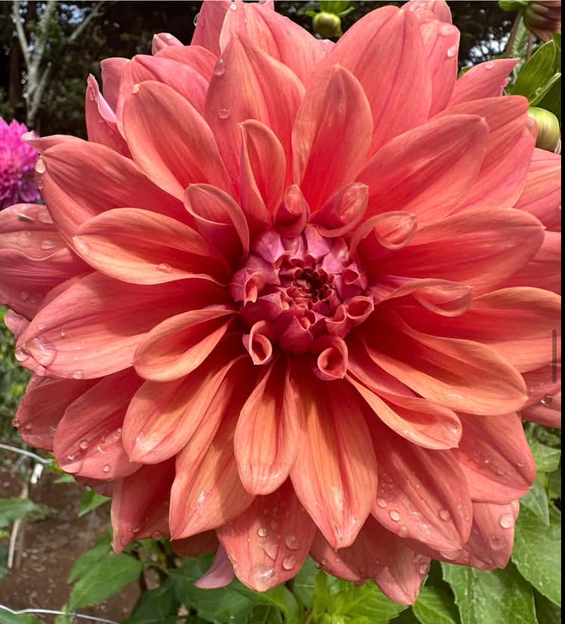 Lileah Caramel Rose seeds x10