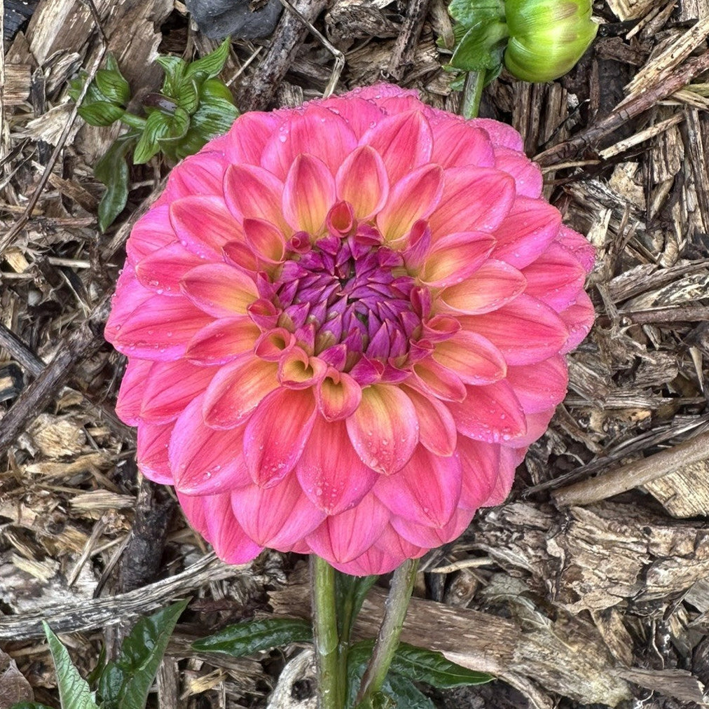 Dainty Sue