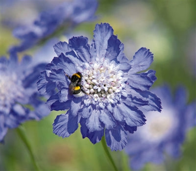 Scabiosa Fama Blue