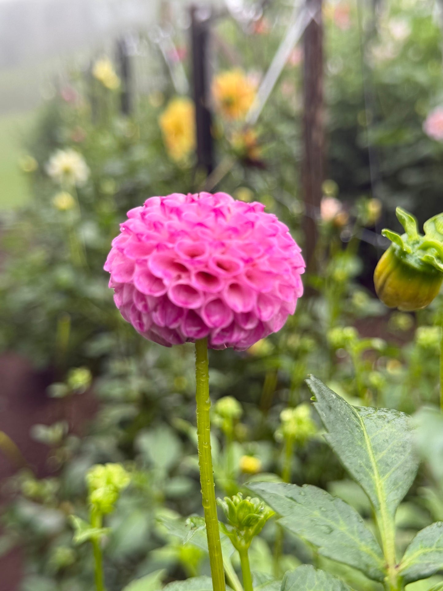 A1 Pom