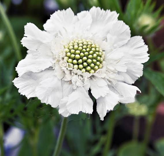 Fama White Scabiosa Small potted seedling