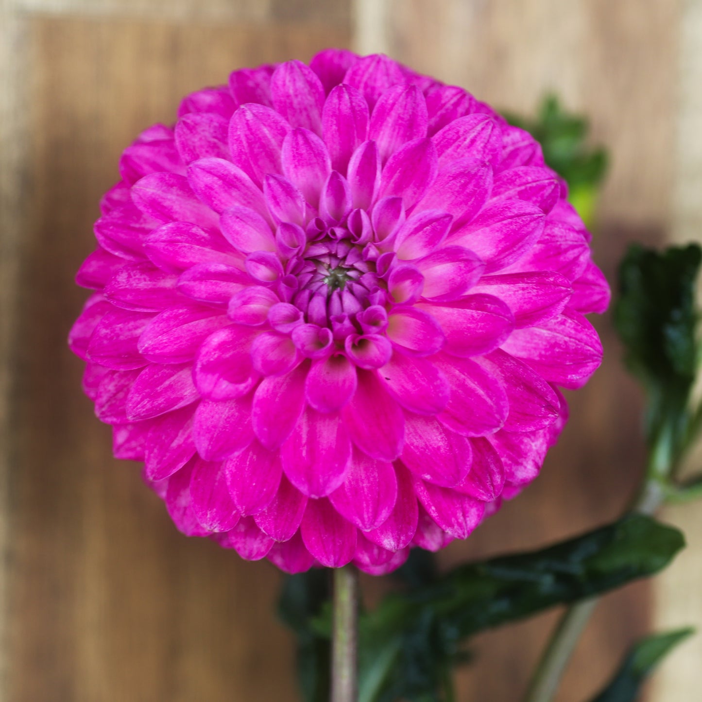 Florelie Joy seeds x 10