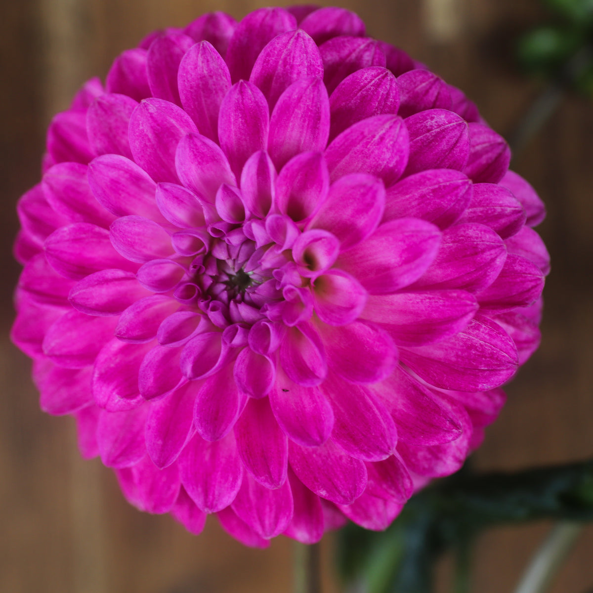 Florelie Joy