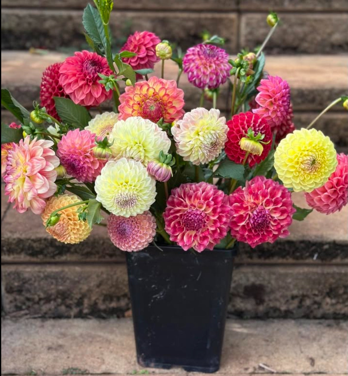 Custom Colour Dahlia Bucket 20 stems-warm colours.