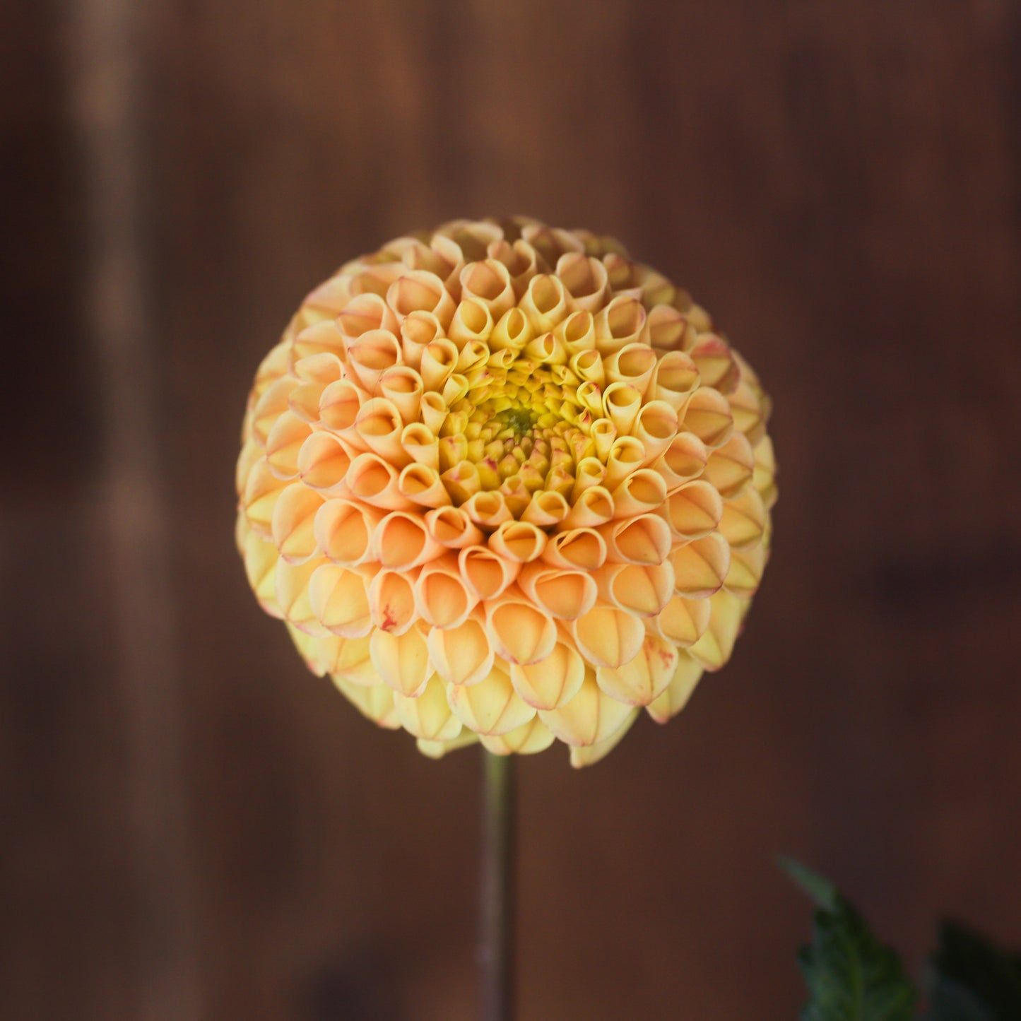 Glenbank honeycomb seeds x 10 (pom)