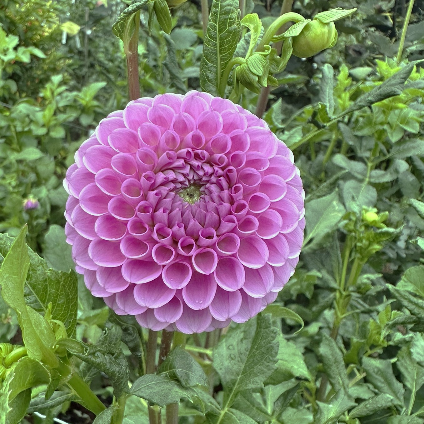 Joan 'O' seeds x 10