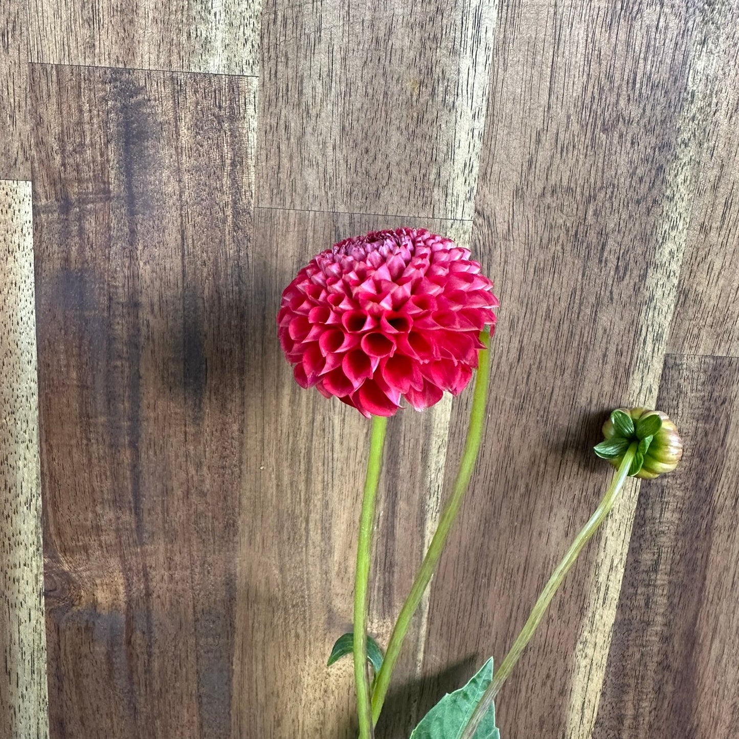 Orange Pom