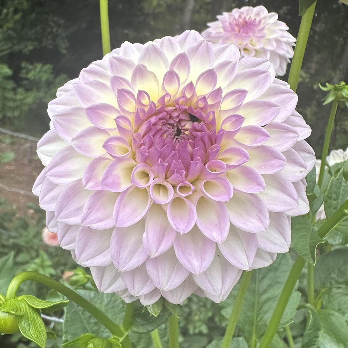 Painted Lady