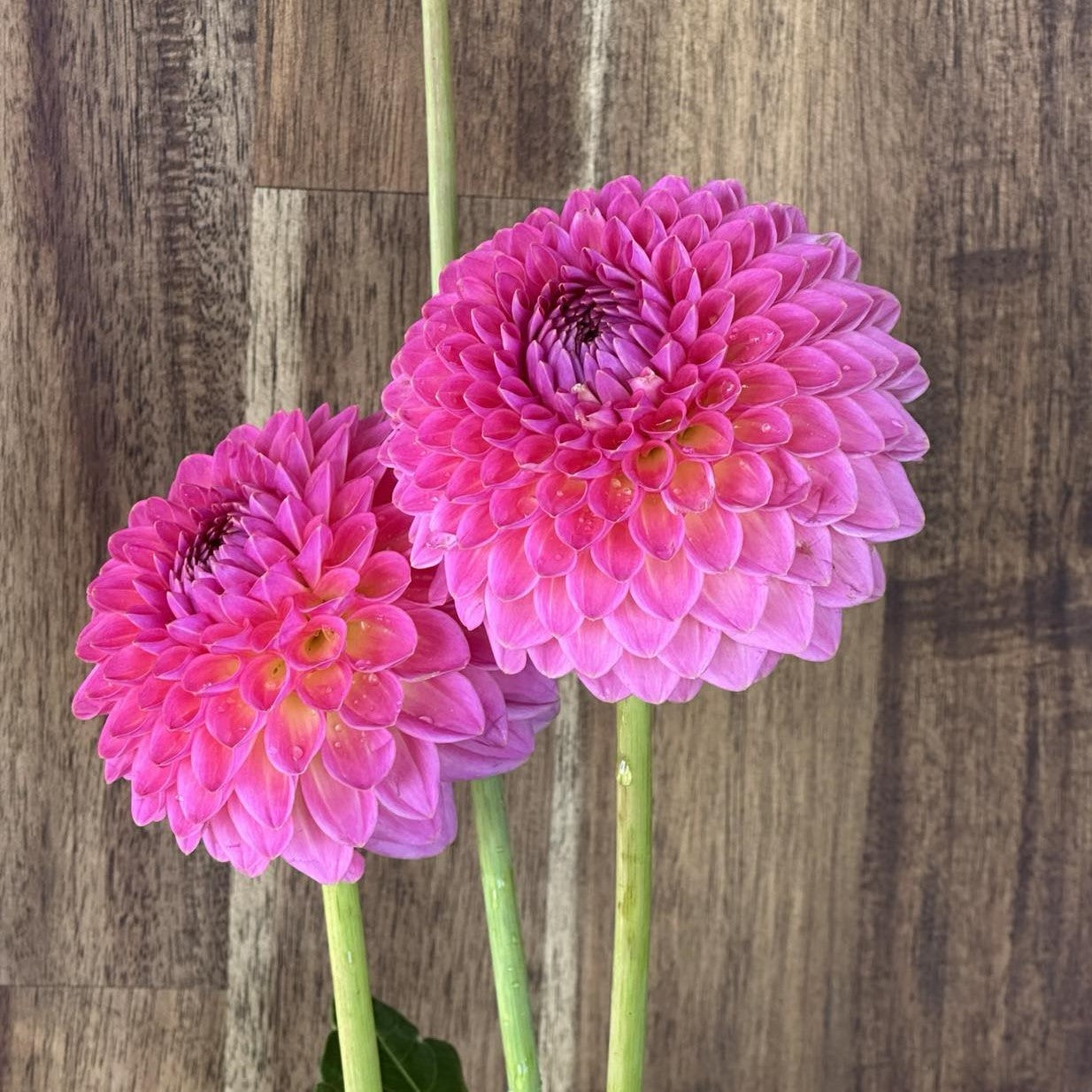 Pink Suffusion