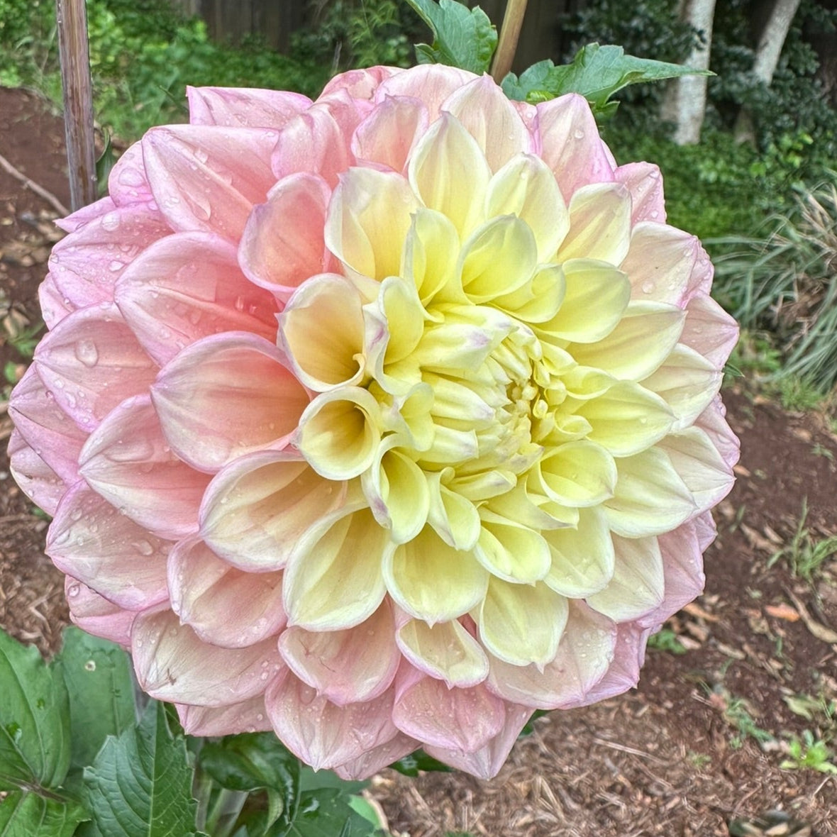 Sugartown Sunrise/ Jodie Lynn