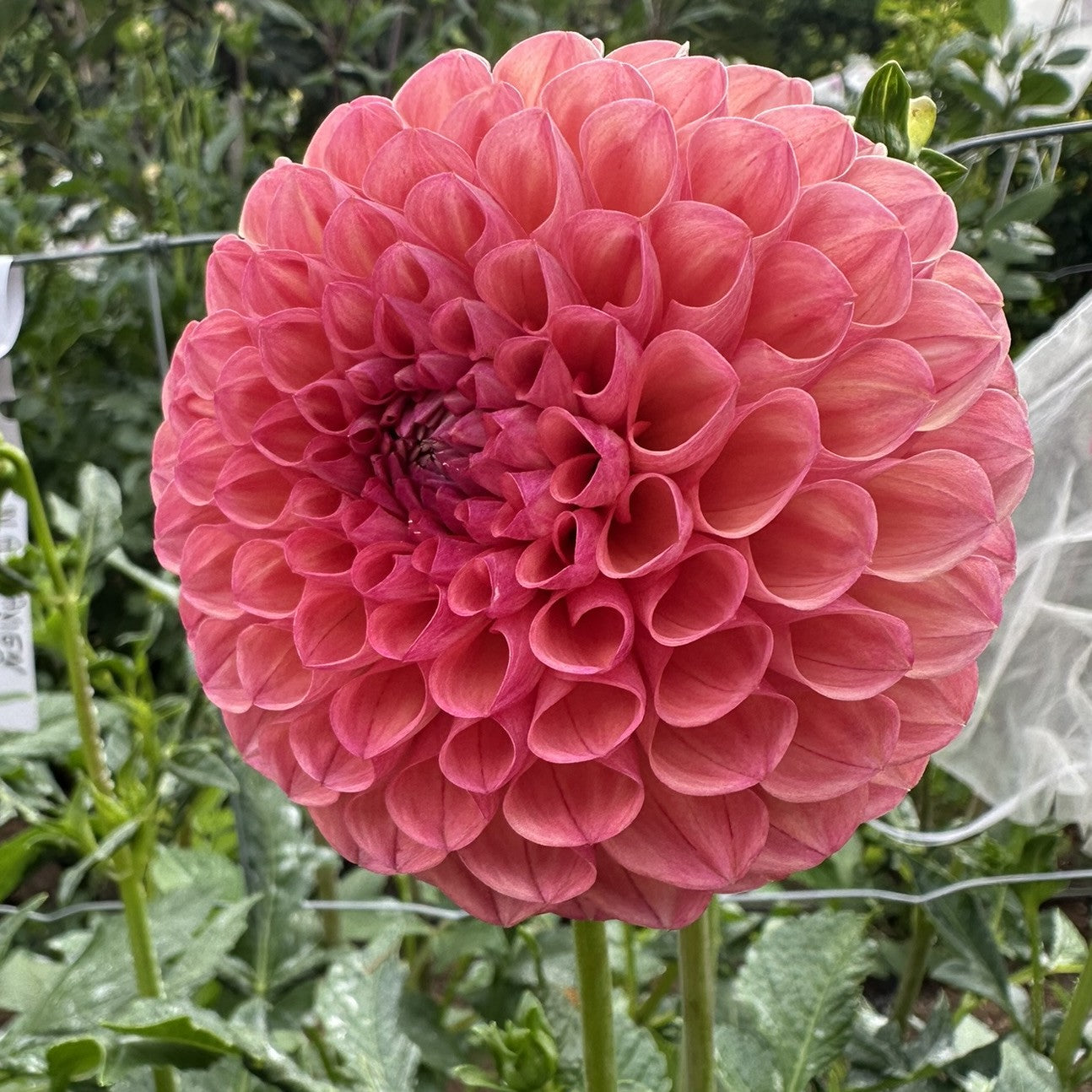 Terracotta