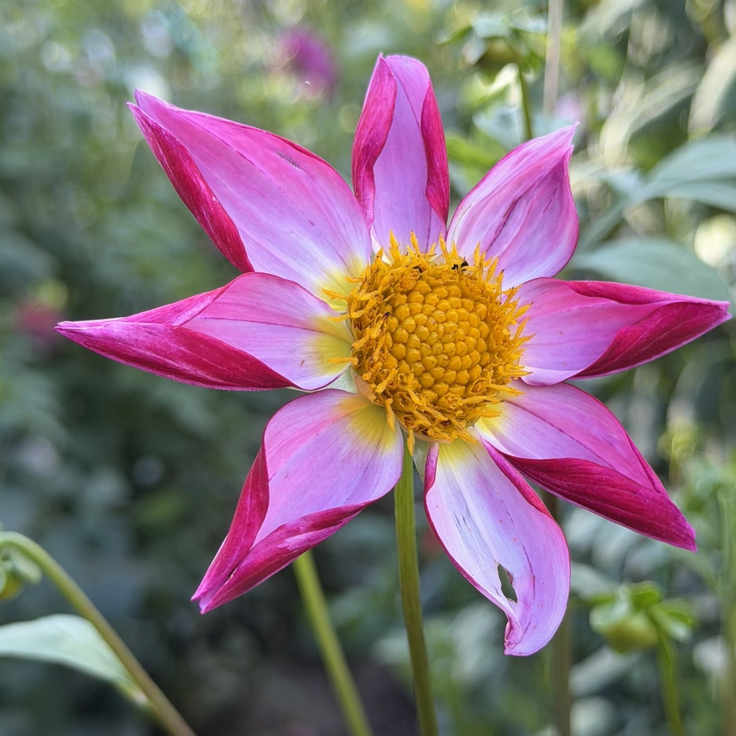 Winkie Cupid seeds x 10 (orchid)