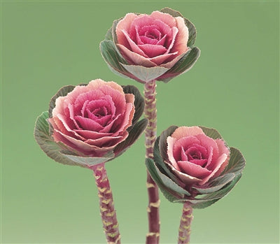 Crane Pink Ornamental Kale
