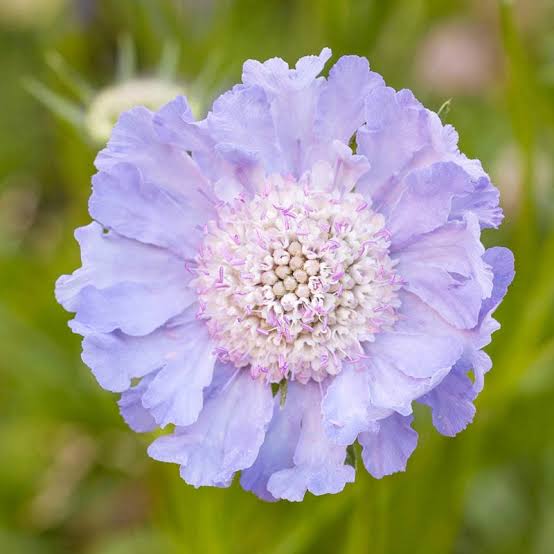 Fama Scabiosa Perfecta Light Blue small potted seedling