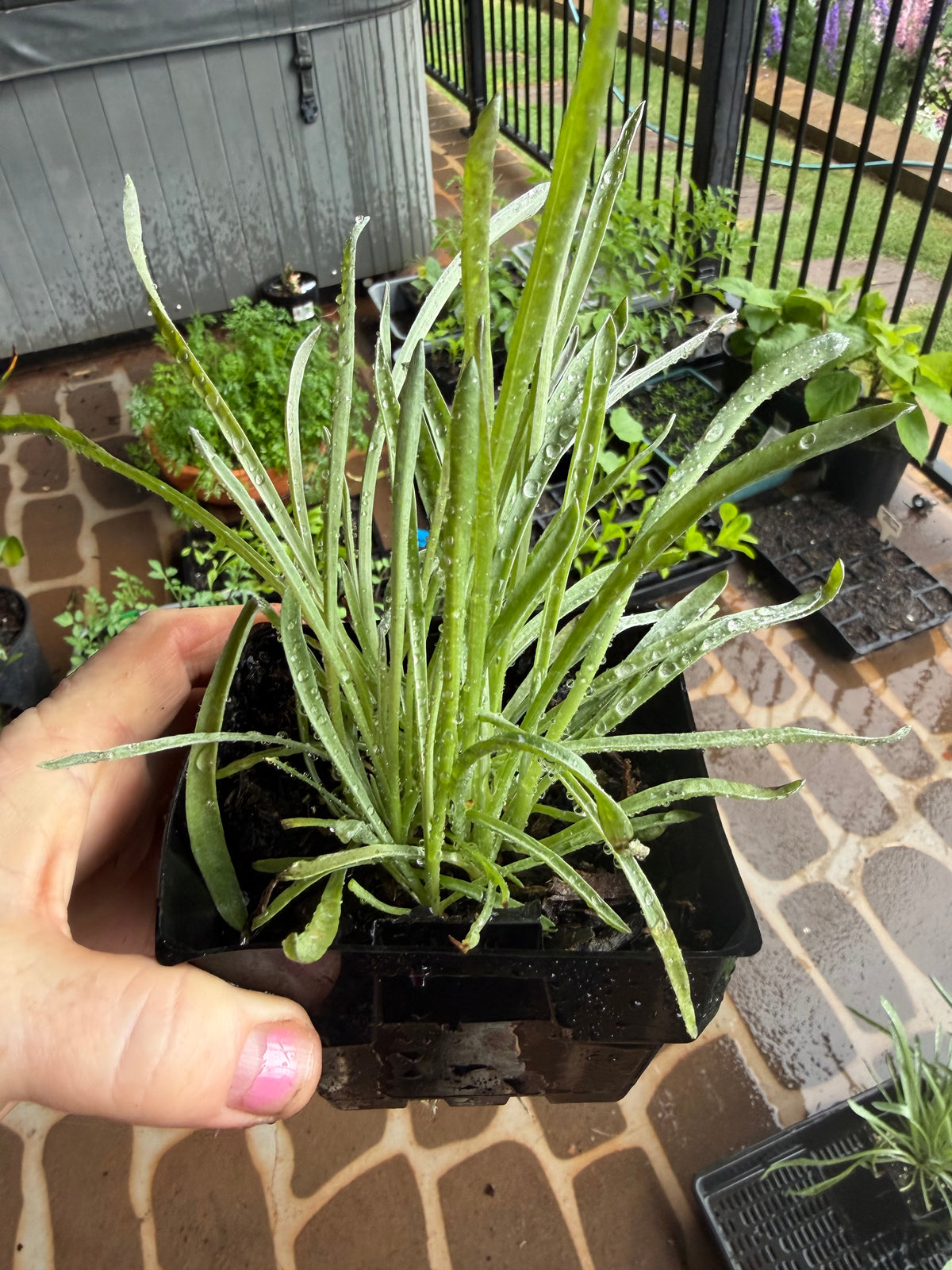 Billy Button Plants