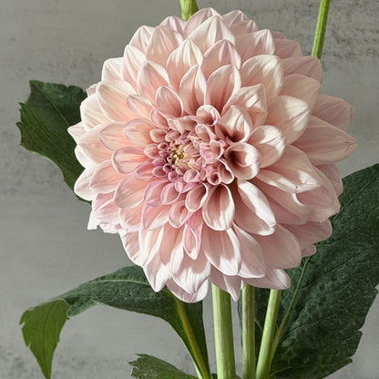 Florelie Antique