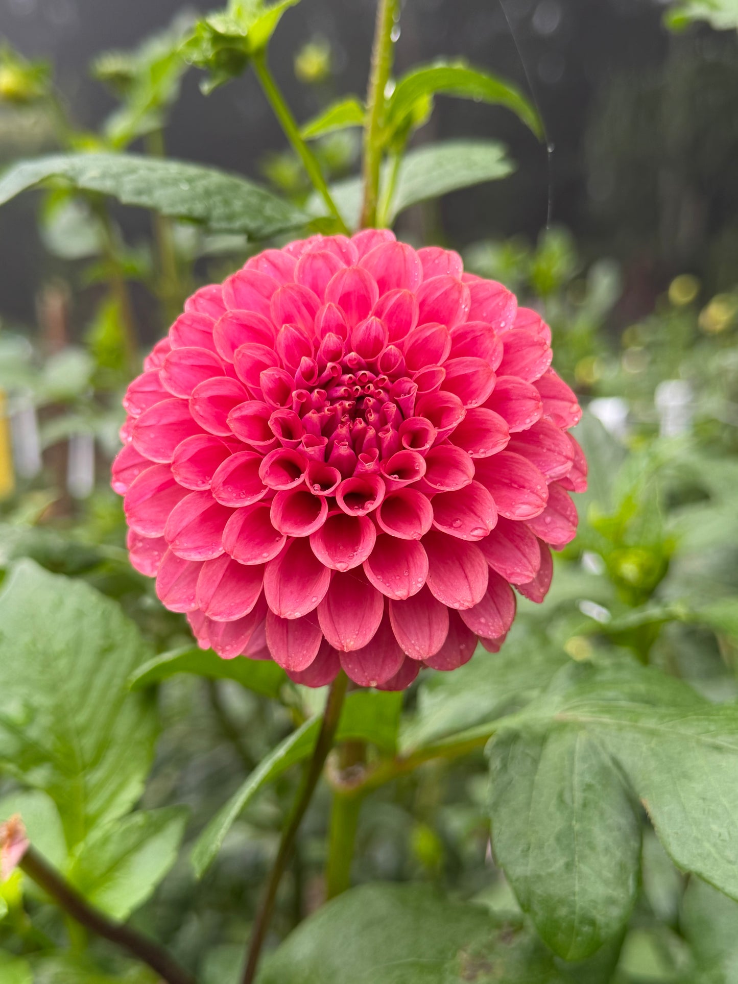 Florelie Omen