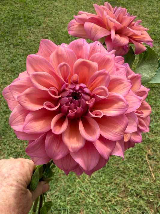 Lileah Caramel Rose