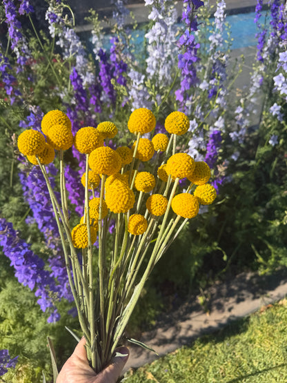 Billy Button Plants