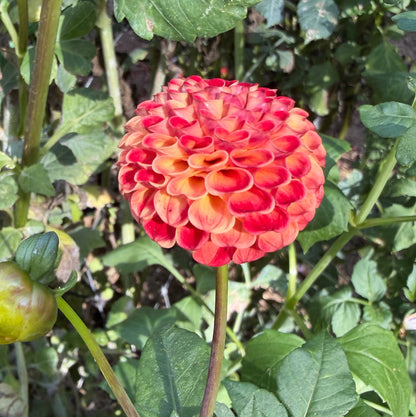 Rays Gold