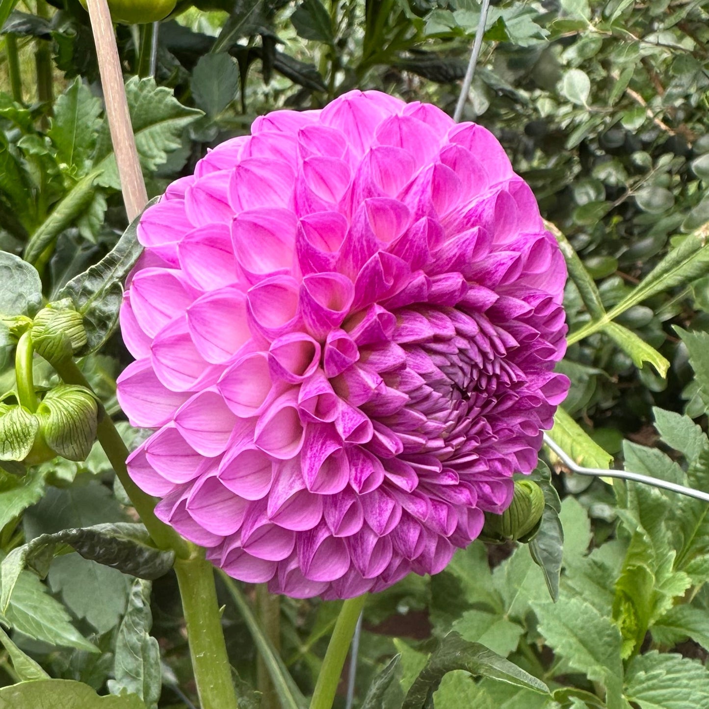 Florelie Novice