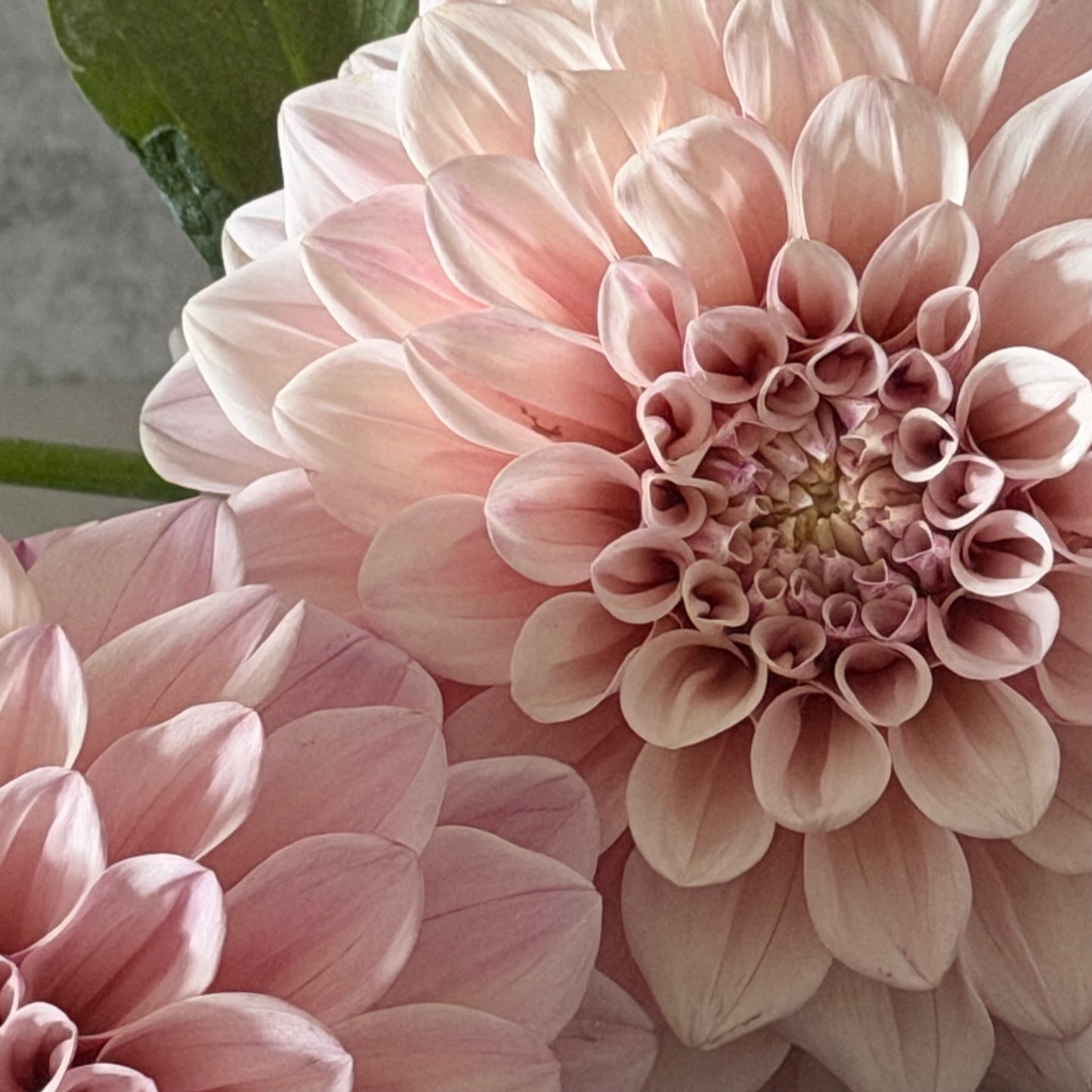 Florelie Antique
