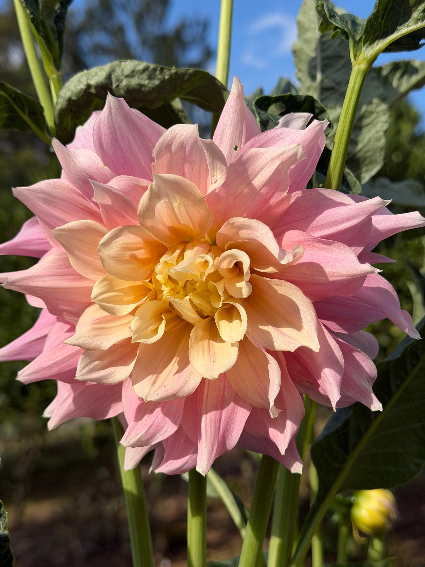 Cerise Rosebud