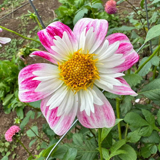 Beauty