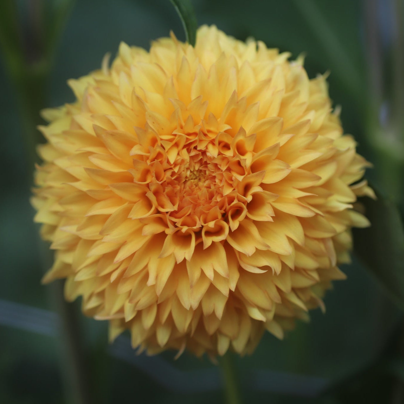 Florelie Dandelion