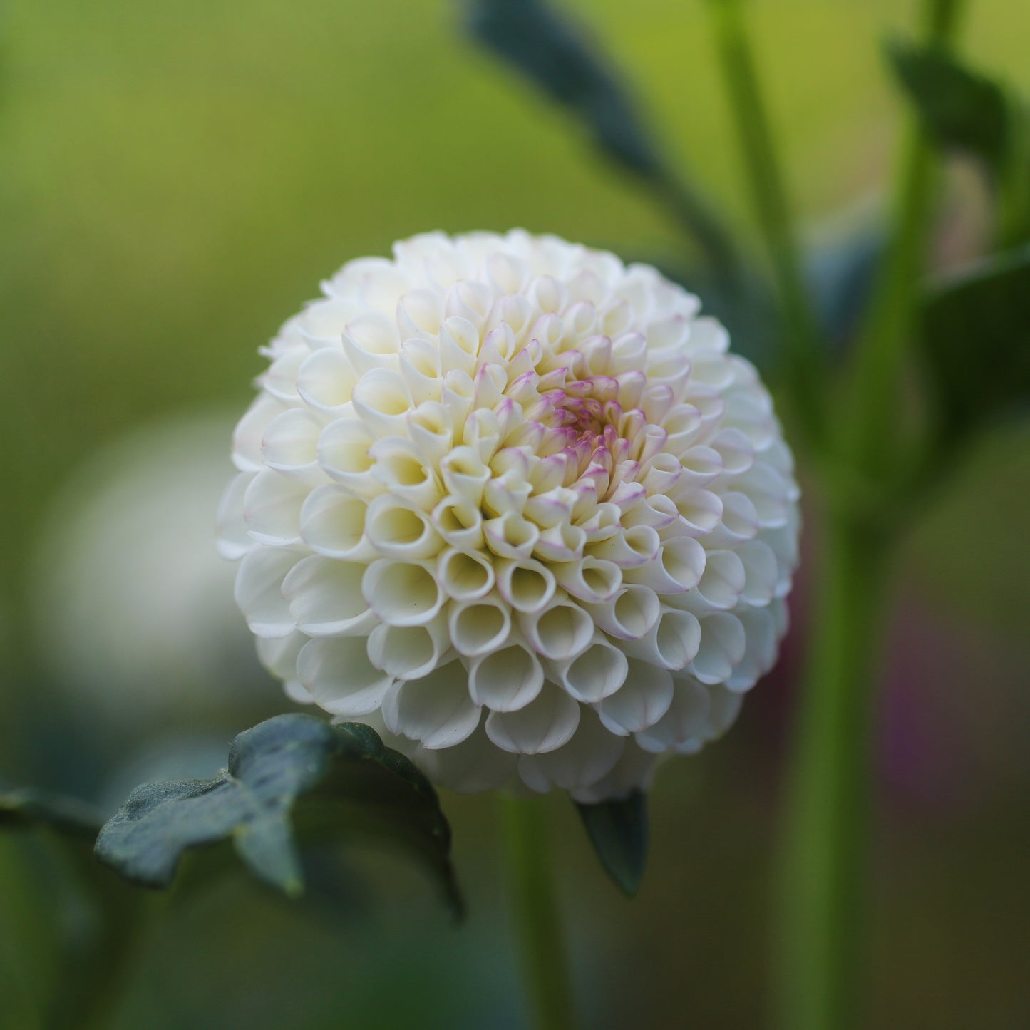 Glenbank Little Angel