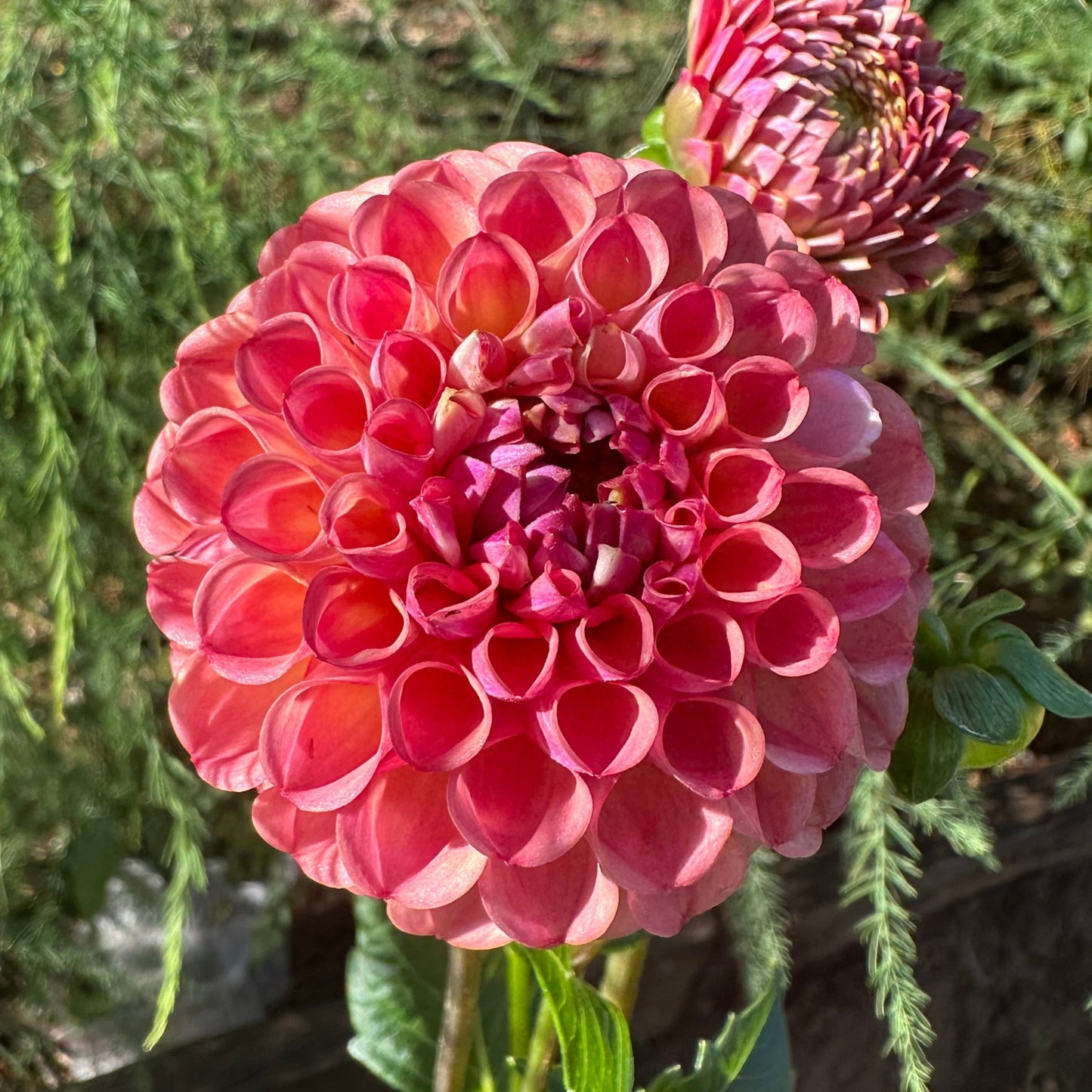 Hapet Coppery (Coming in 2026)