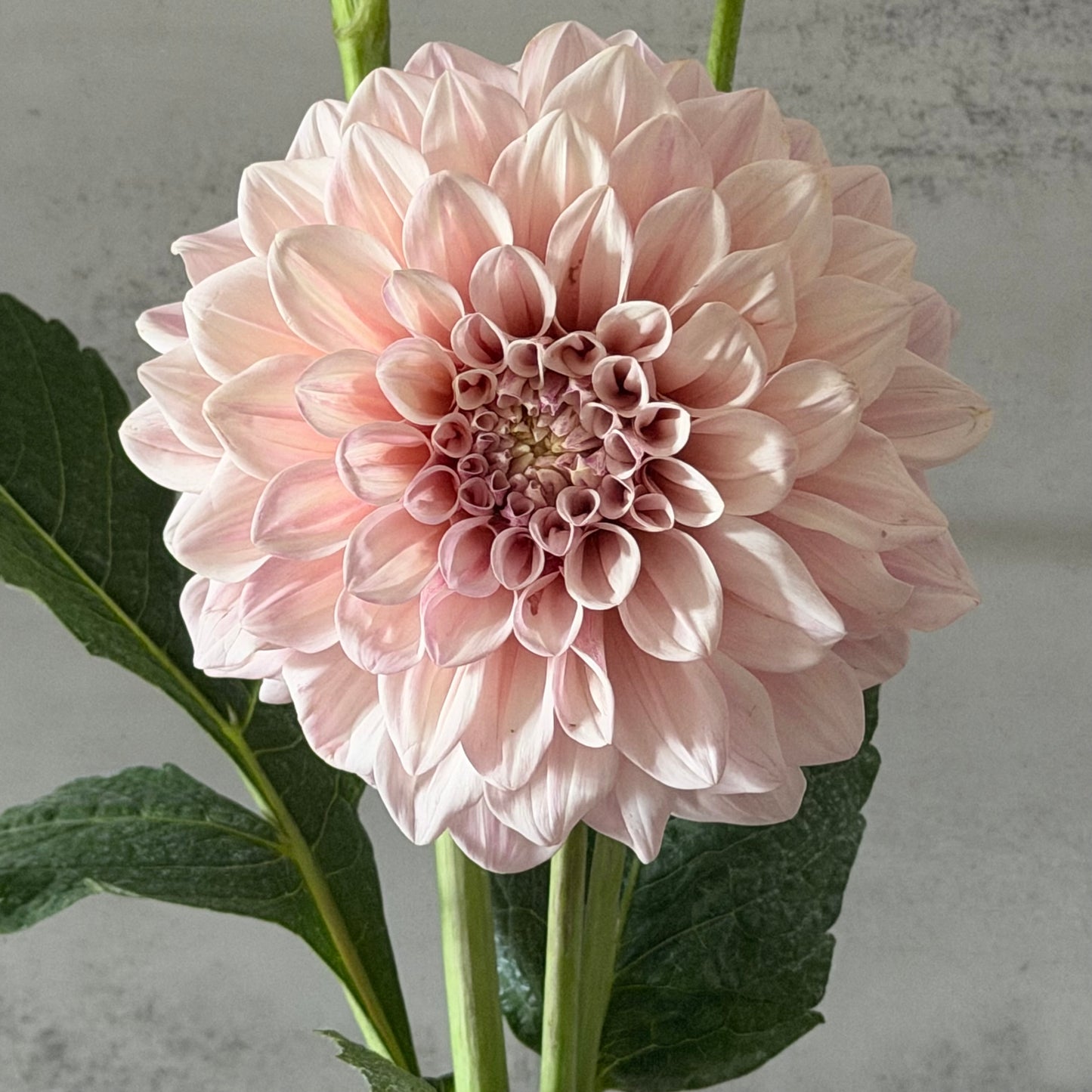 Florelie Antique