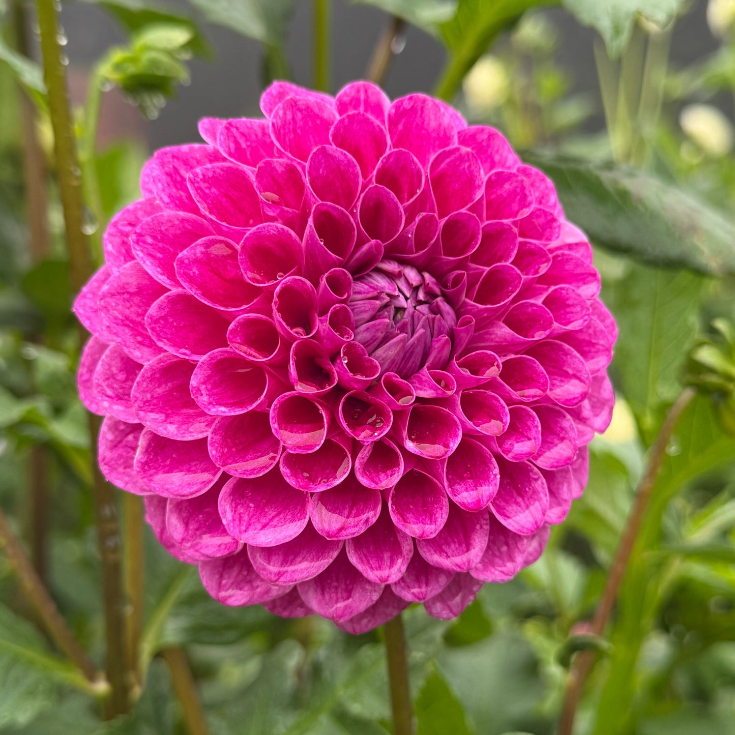 Purple Ball