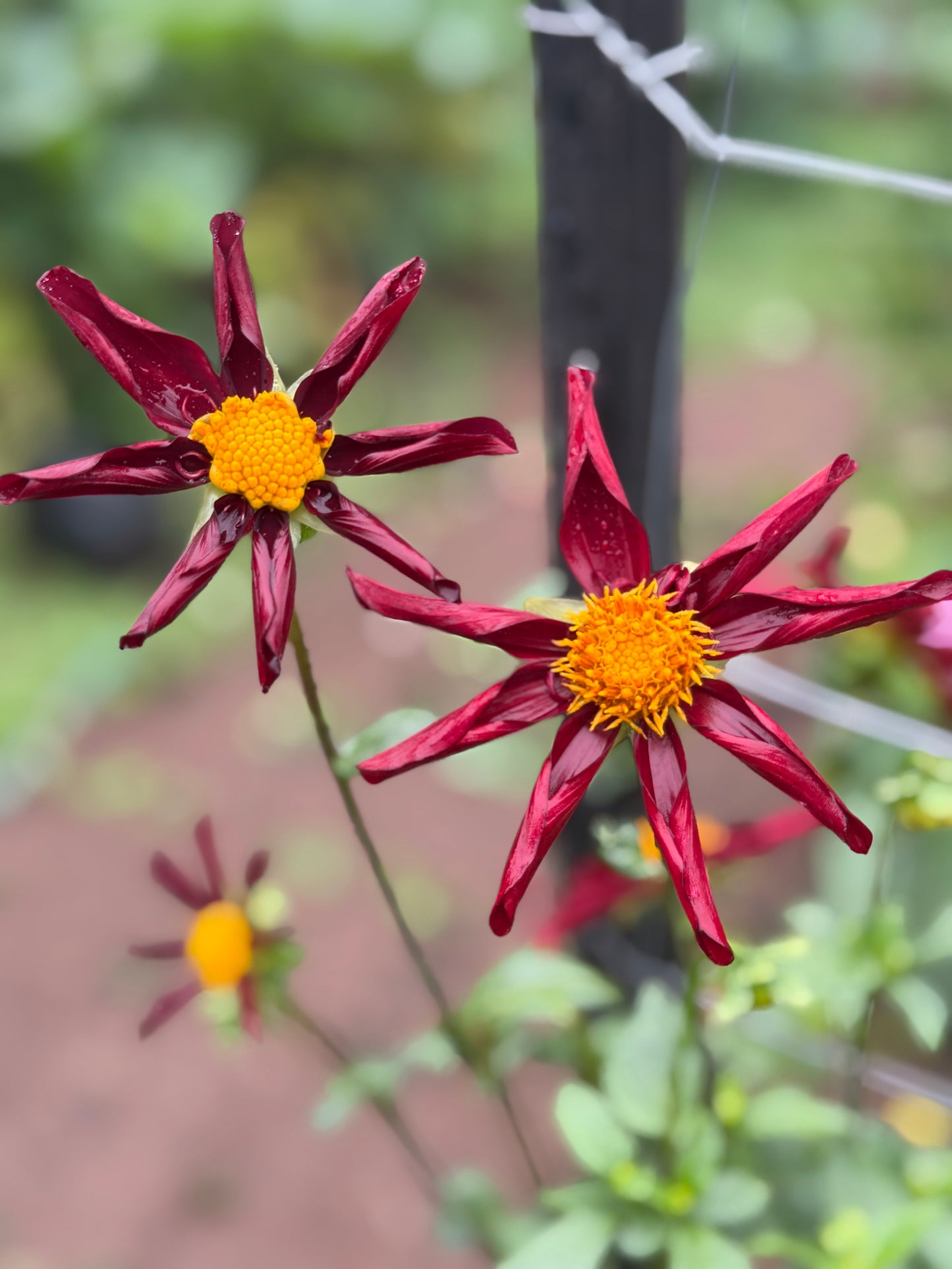 Warraview Red Star
