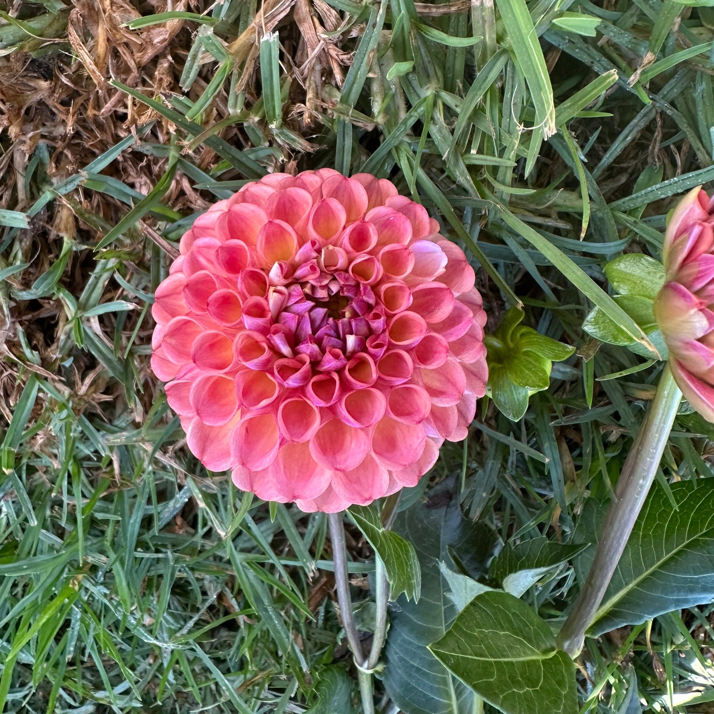 Hapet Coppery (Coming in 2026)