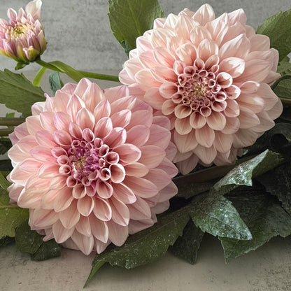 Florelie Antique