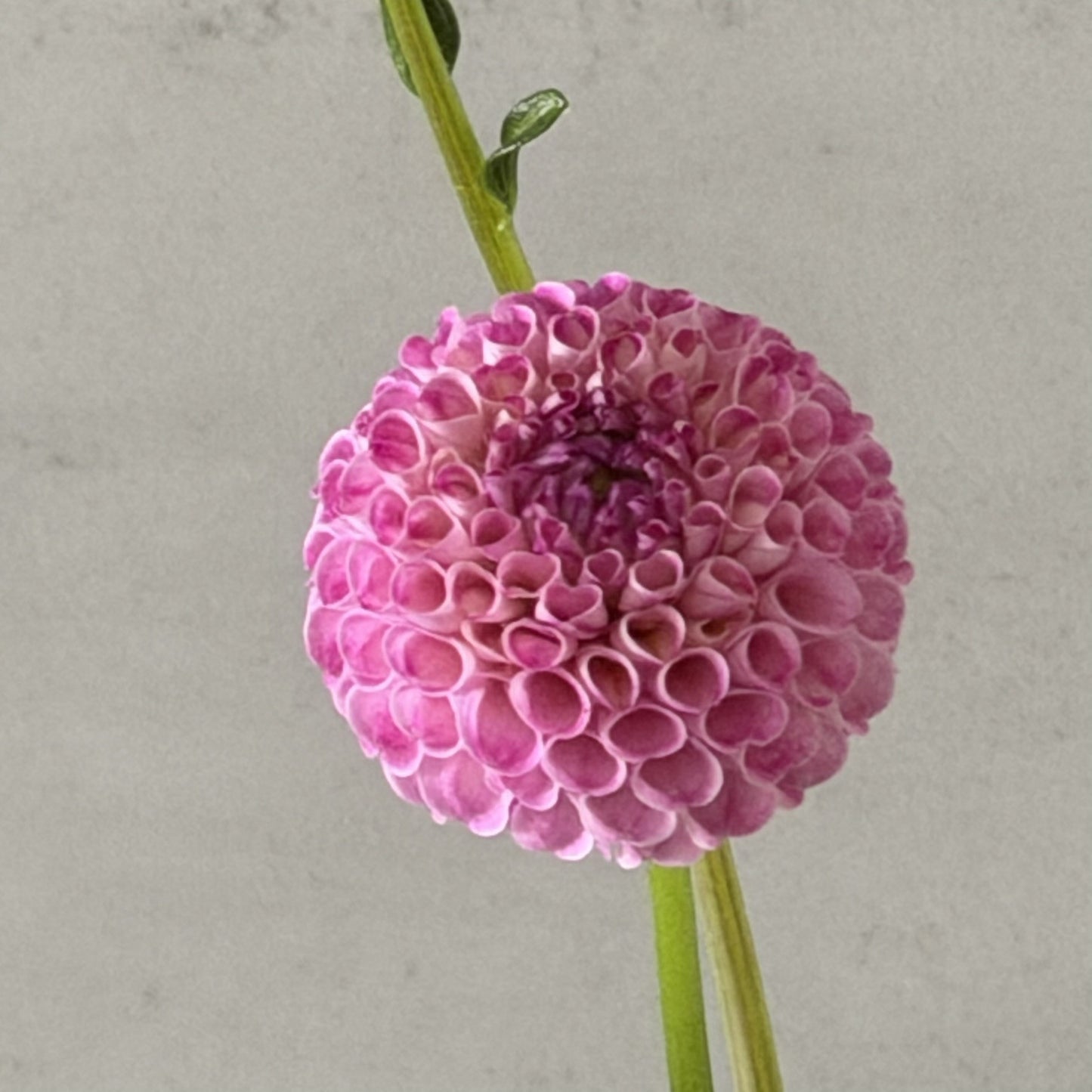 A1 Pom