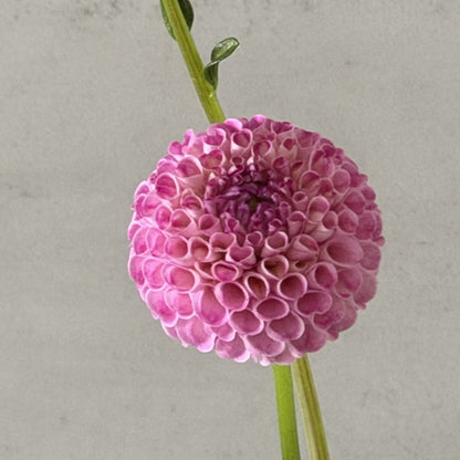 A1 Pom