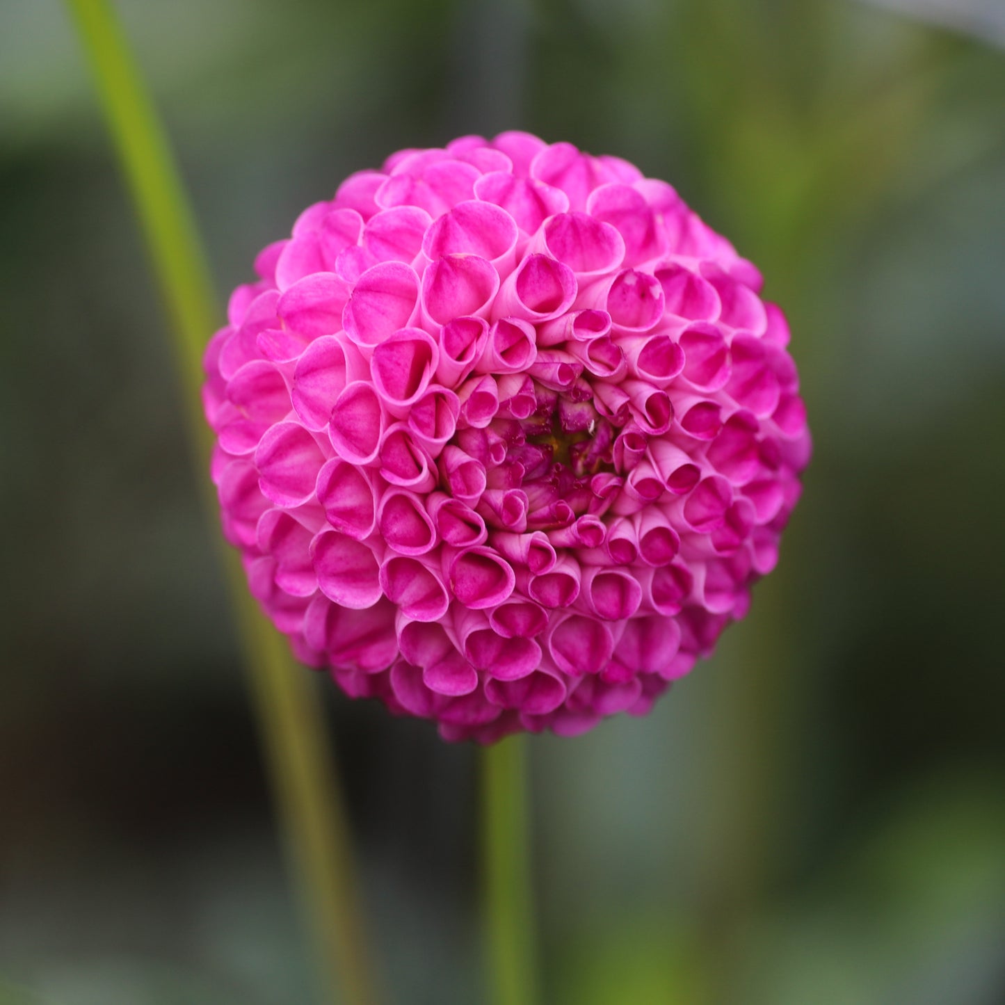 A1 Pom Seeds x 10