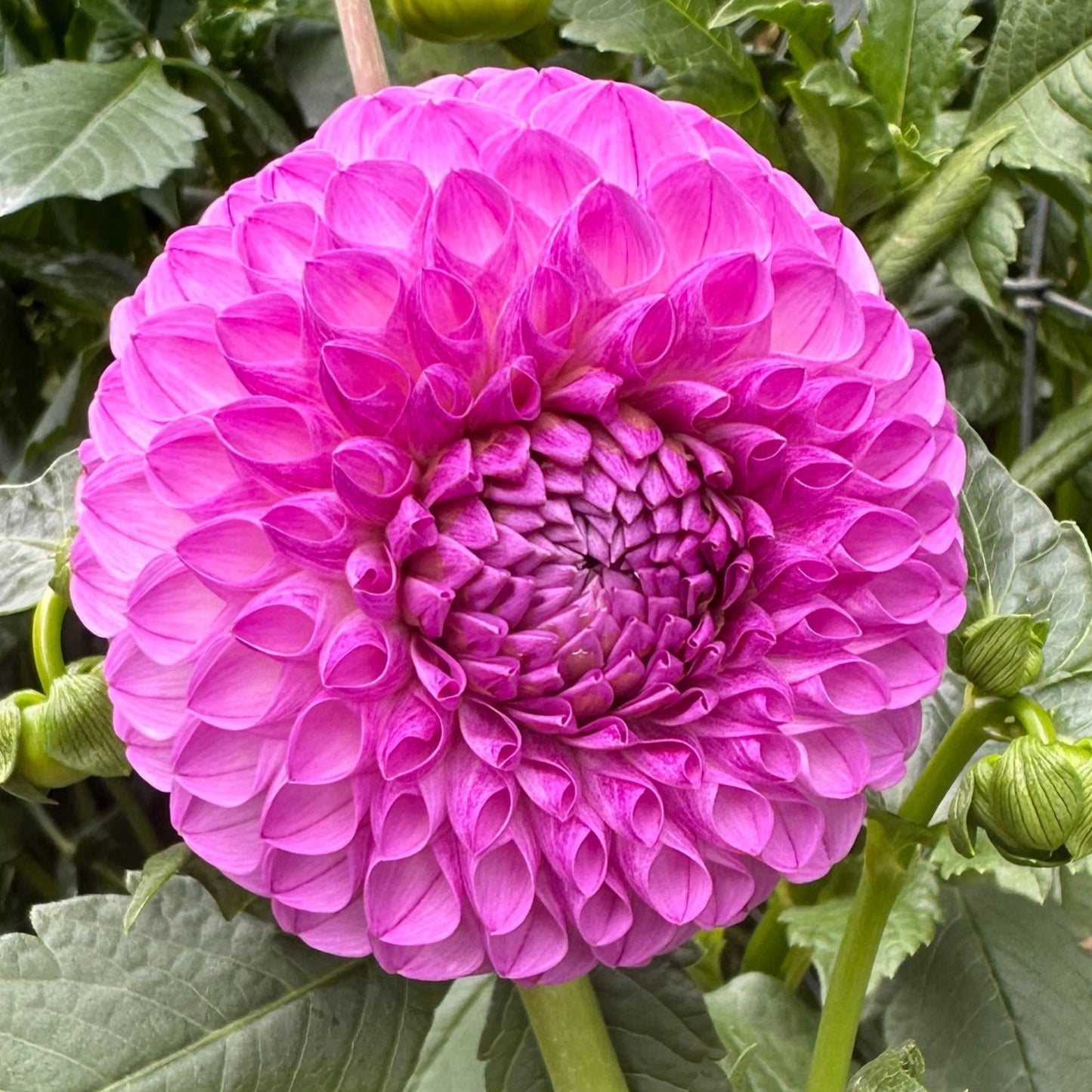 Florelie Novice