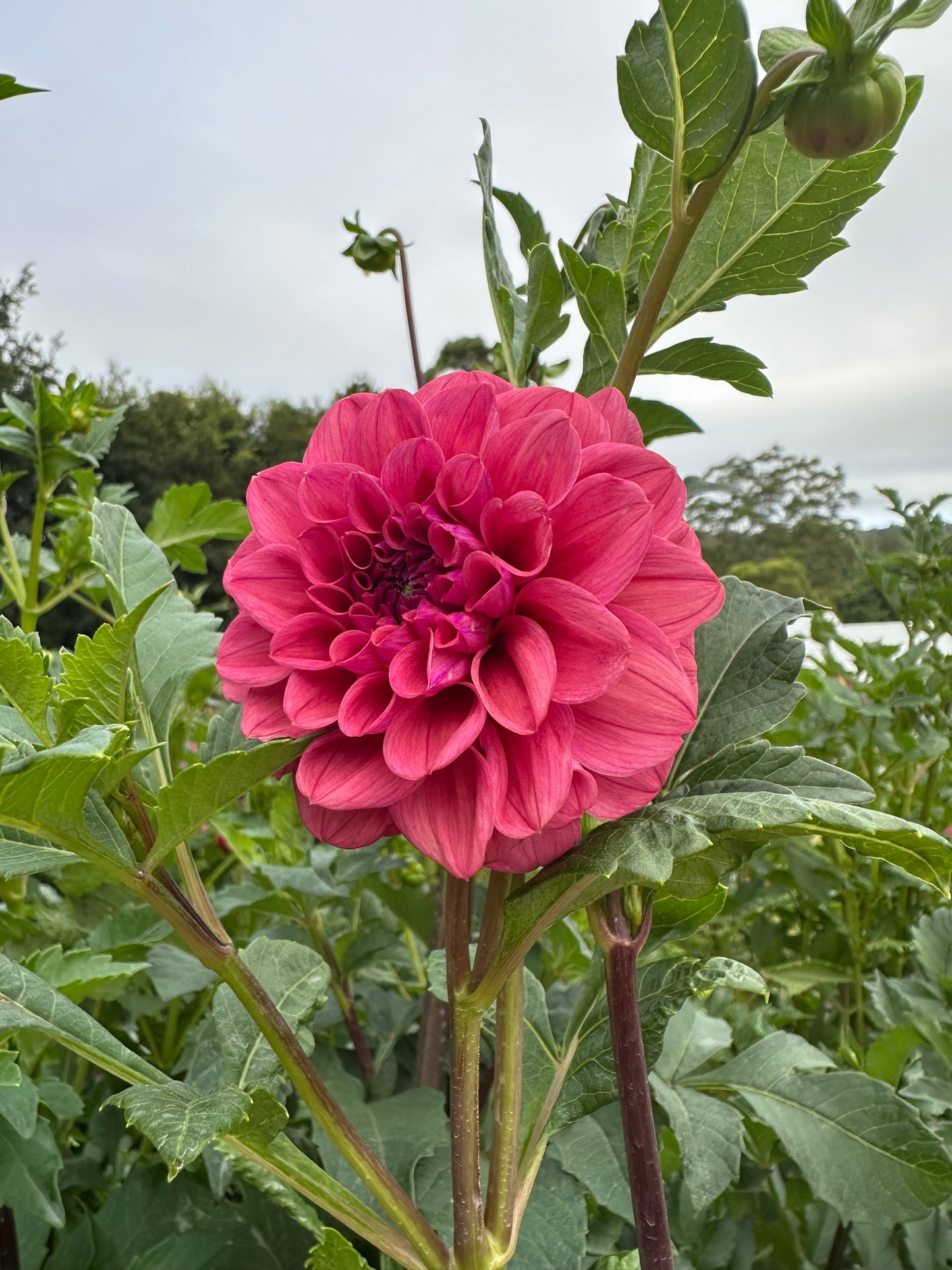 Dusty Rose