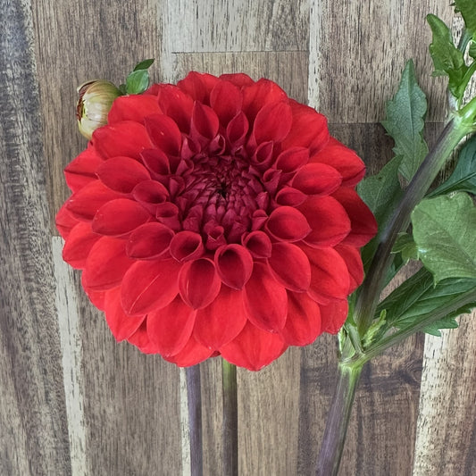 Red  decorative (Aldi)