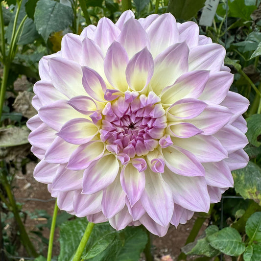 Annes Delight